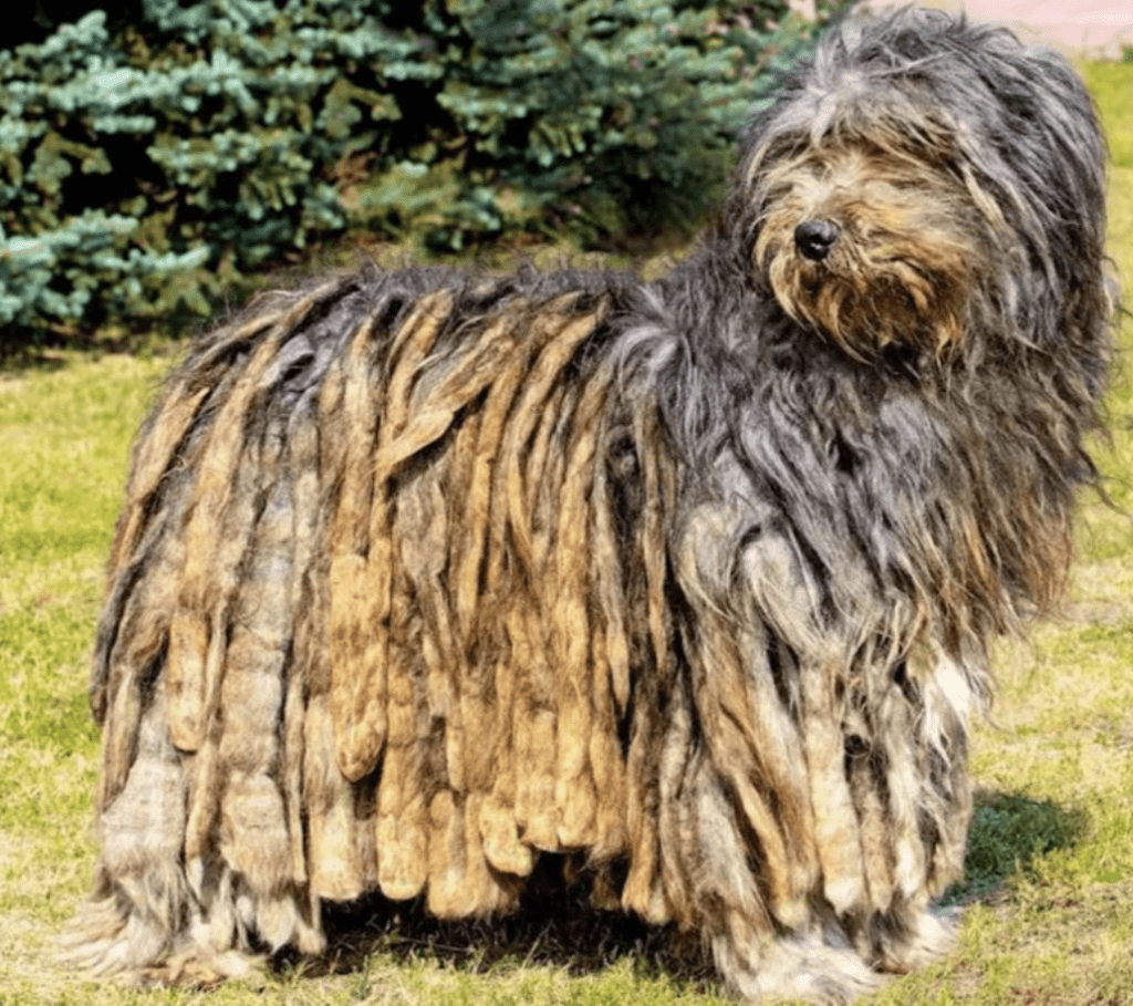 Rarest-Dog-Breeds-Bergamasco-Sheepdog